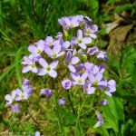 Wiesenschaumkraut.jpg