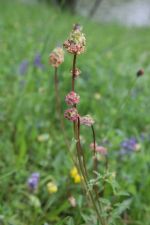 kleiner Wiesenknopf.JPG