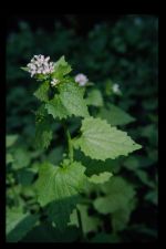 Knoblauchrauke.JPG