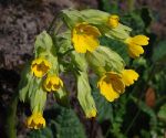 Echte_Schluesselblume.jpg